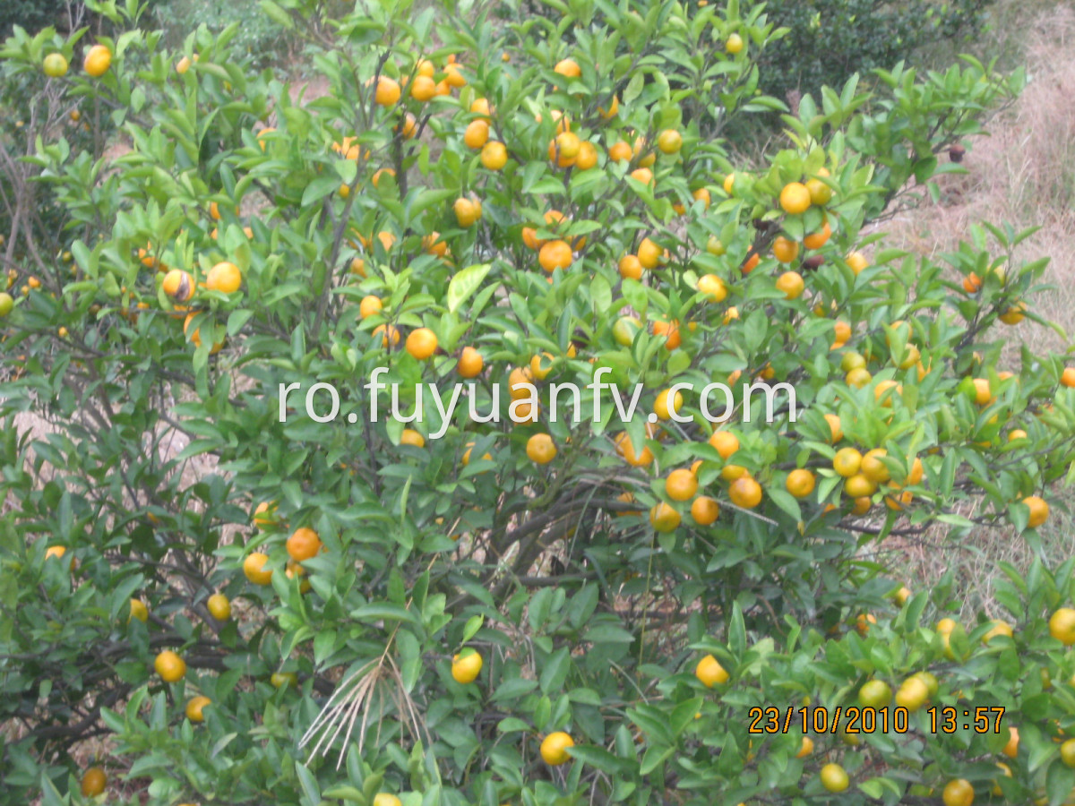 juicy sweet baby mandarin 